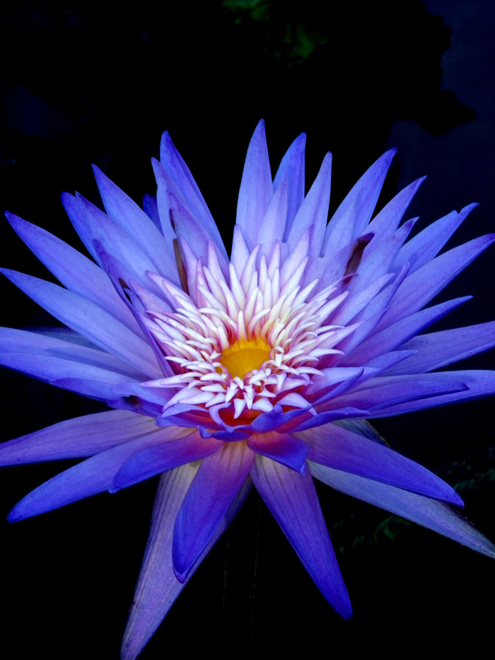 Photo of violet-purple lotus flower
